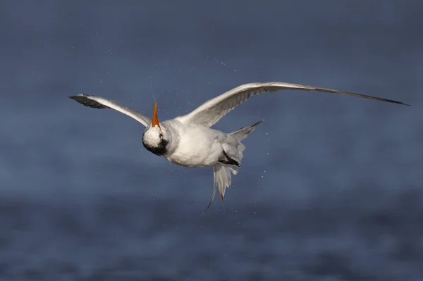 Royal Tern выполняет баррель-ролл, чтобы стряхнуть лишнюю воду на корме — стоковое фото