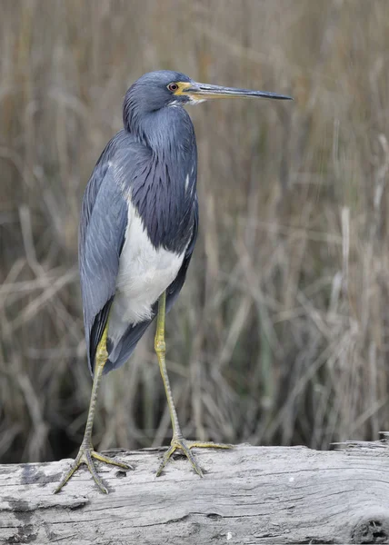 Tricolored Heron perched on a log in a marsh — Stock Photo, Image