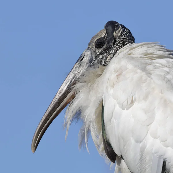 Closeup of a Wood Stork — Stock fotografie