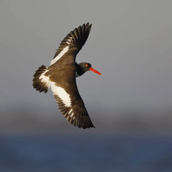 American Oystercatcher in flight Royalty Free Stock Fotografie