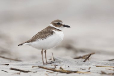Wilson 's Plover (Charadrius wilsonia), Jekyll Adası, GA