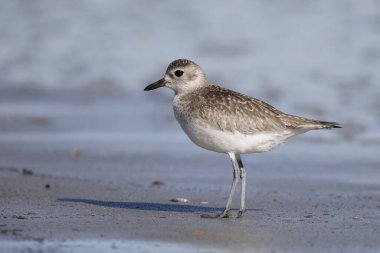 Kara Göbekli Plover (Pluvialis squatarola) kışın Atlantik sahillerinde yiyecek arıyor - Jekyll Adası, GA