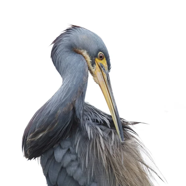 Trojbarevná Volavka Egretta Tricolor Peří Jekyll Island — Stock fotografie