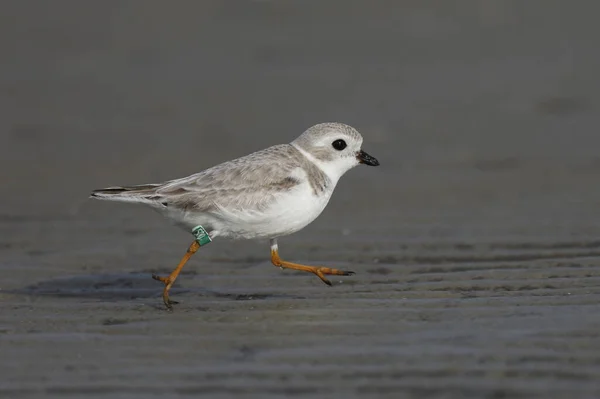 Potrubí Plover Charadrius Meloda Hledání Pláži Zimě Jekyll Island Stock Fotografie