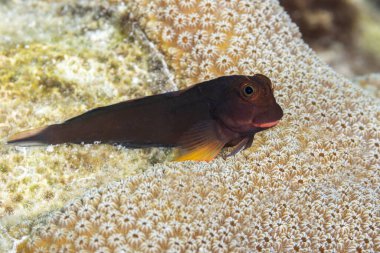 Redlip Blenny (Ophioblennius atlanticus) bir mercan başına tünemiştir - Bonaire