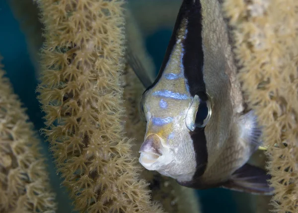 Banded Buttrflyfish Chaetodon Striatus Mirando Desde Gorgoniano Bonaire — Foto de Stock