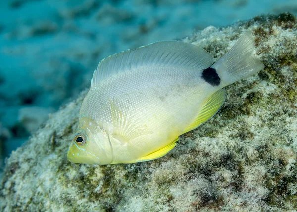 Butter Hamlet Hypoplectrus Unicolor Nadando Sobre Arrecife Coral Bonaire — Foto de Stock