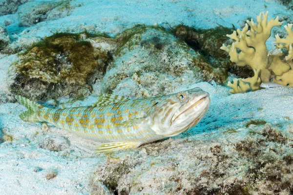 먹이를 공격하기 기다리고 잠수부 시노스 보네르 — 스톡 사진