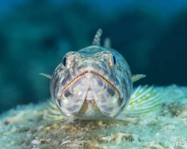 Kum Dalgıcı Synodus Intermedius Avını Pusuya Düşürmek Için Pusuya Yatar — Stok fotoğraf