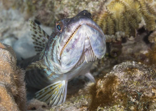 Sanddykker Synodus Intermedius Som Ligger Lur Overfalle Byttet Sitt Bonaire – stockfoto