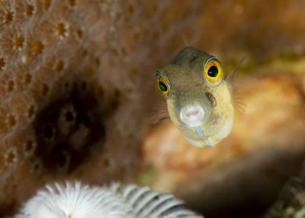 Sharpnose Puffer Canthigaster Rostrata Swimming Coral Reef Bonaire — Stock Photo, Image