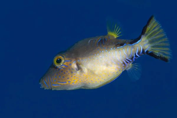 Nässudd Canthigaster Rostrata Bonaire — Stockfoto