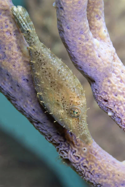 Karcsú Filé Monacanthus Tuckeri Bujkál Egy Gorgonian Bonaire — Stock Fotó