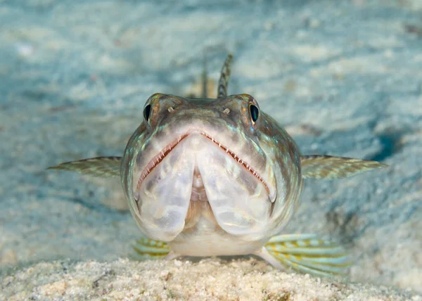 Kum Dalgıcı Synodus Intermedius Kumlu Bir Tabanda Uzanmış Avını Pusuya — Stok fotoğraf