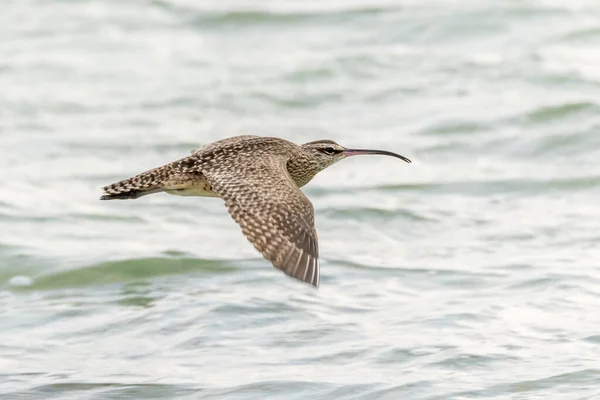 Whimbrel Numenius Phaeopus Flight Bonaire — Stock Photo, Image