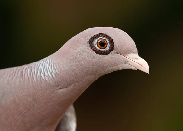 Detailní Záběr Holookého Holuba Patagioenas Corensis Bonaire Stock Snímky