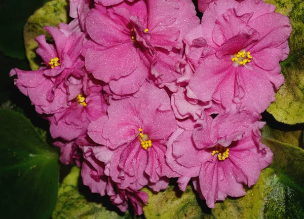 Fleurs de violettes colorées isolées avec des feuilles vertes . — Photo