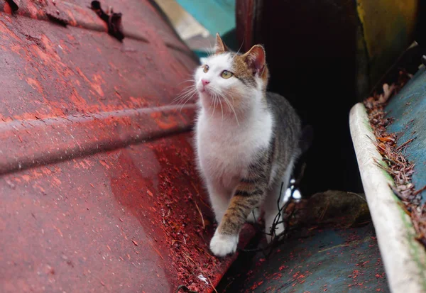 Eski Sovyet tekne istasyonunda gri beyaz kedi. Shabby çizik tekneler ve Cathararans. — Stok fotoğraf