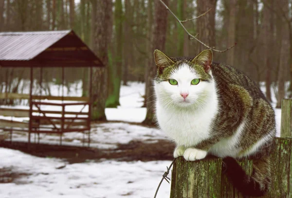 Grå vit katt isolerad med gula ögon sitter på stubbe — Stockfoto