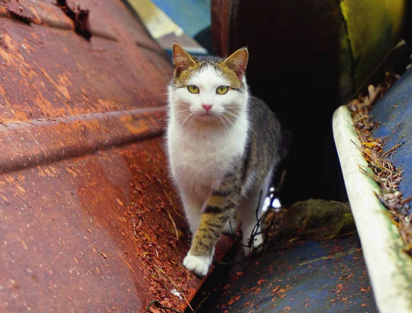 Eski Sovyet tekne istasyonunda gri beyaz kedi. Shabby çizik tekneler ve Cathararans. — Stok fotoğraf