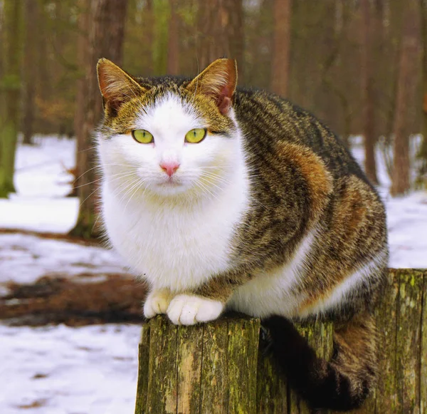Grå vit katt isolerad med gula ögon sitter på stubbe — Stockfoto