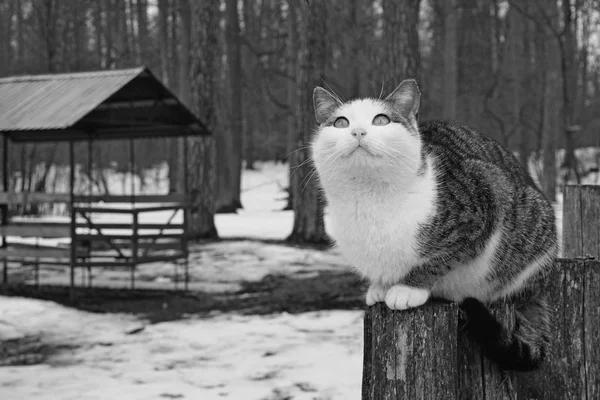 Gato cinza branco senta-se no toco e olha para cima . — Fotografia de Stock