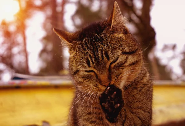 Grå katt på den gamla sovjetiska båtstationen. Shabby repade båtar och Cathararans. — Stockfoto