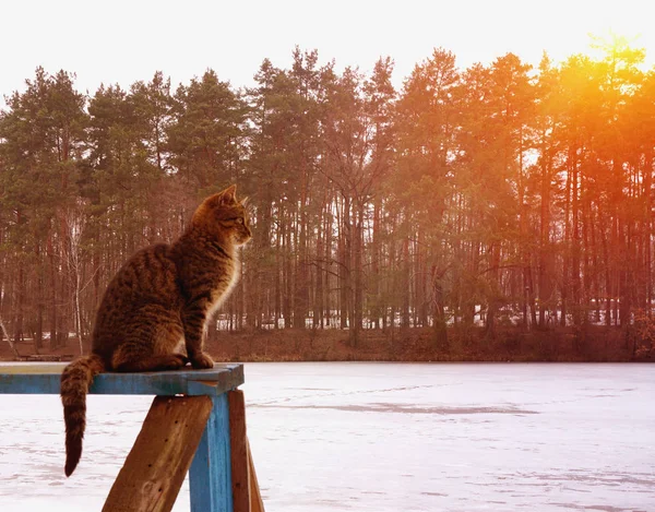 灰色の猫は木製のボードの上に座って、前方を見て. — ストック写真