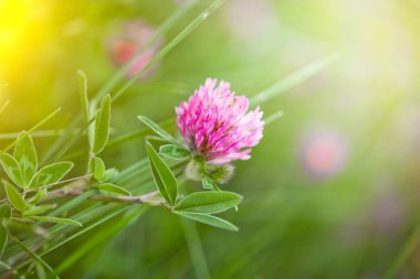 Doğada bir alanda yonca çiçek