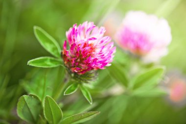 Doğada bir alanda yonca çiçek