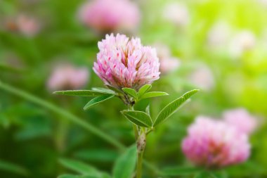 Doğada bir alanda yonca çiçek