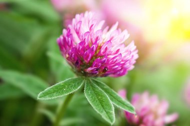 Doğada bir alanda yonca çiçek