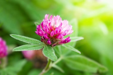 Doğada bir alanda yonca çiçek