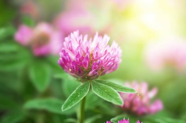 Doğada bir alanda yonca çiçek