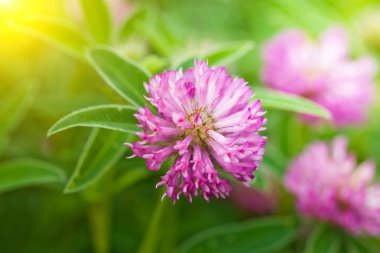 Doğada bir alanda yonca çiçek
