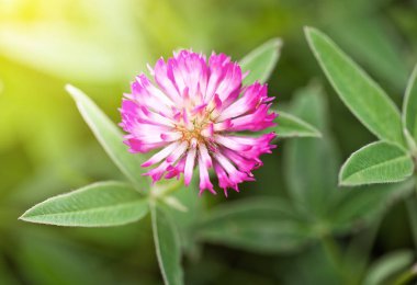 Eski arka plan üzerinde çay