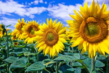 Mavi gökyüzüne karşı tarlada ayçiçeği çiçekler