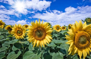 Mavi gökyüzüne karşı tarlada ayçiçeği çiçekler