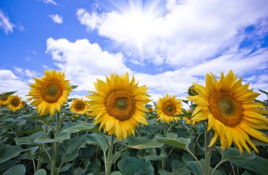 Mavi gökyüzüne karşı tarlada ayçiçeği çiçekler