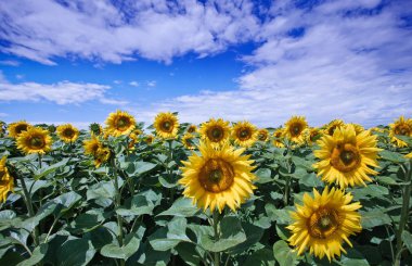 Mavi gökyüzüne karşı tarlada ayçiçeği çiçekler