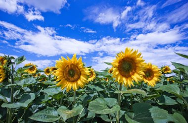 Mavi gökyüzüne karşı tarlada ayçiçeği çiçekler