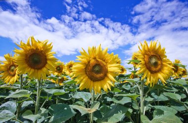 Mavi gökyüzüne karşı tarlada ayçiçeği çiçekler