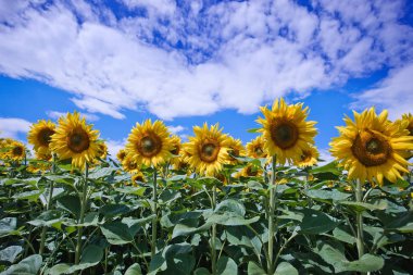 Mavi gökyüzüne karşı tarlada ayçiçeği çiçekler