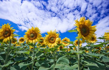 Mavi gökyüzüne karşı tarlada ayçiçeği çiçekler