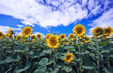 Eski arka plan üzerinde çay
