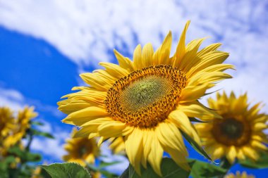Mavi gökyüzüne karşı tarlada ayçiçeği çiçekler