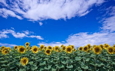 Mavi gökyüzüne karşı tarlada ayçiçeği çiçekler