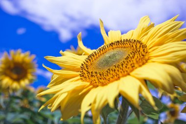Mavi gökyüzüne karşı tarlada ayçiçeği çiçekler