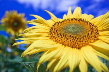 Mavi gökyüzüne karşı tarlada ayçiçeği çiçekler