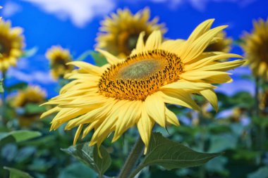 Mavi gökyüzüne karşı tarlada ayçiçeği çiçekler